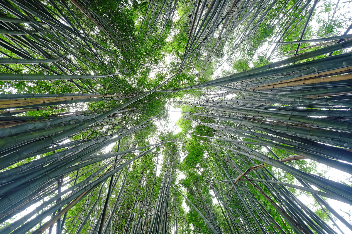 Ripple Down Under Pt.2